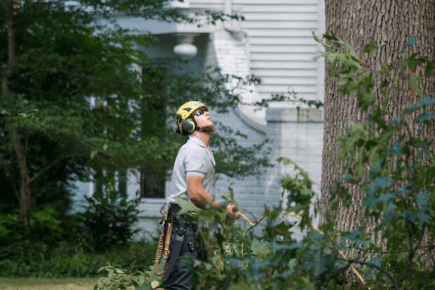 Tree Removal Banks Creek