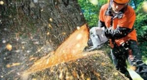 Tree Removal Grandchester