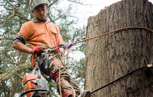 Tree Service Eastern Heights